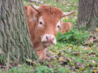 portrait of cow in a field