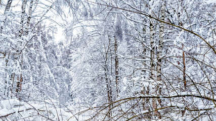 Fototapeta premium A fabulous natural pattern of tree branches in a forest covered with snow