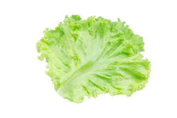 Salad leaf. Lettuce isolated on white background with clipping path.