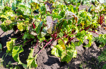 Beetroot growing at the vegetable garden