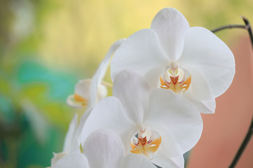 Fototapeta na wymiar Types of Orchids