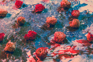 Creative floral art background. Closeup of red and orange dried rose buds on smeared blue and white...