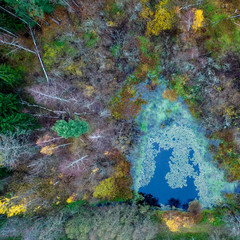 Swamp in the forest aerial. Aerial swamp in the forest.