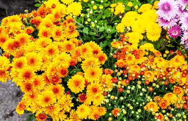Organic background from decorative chrysanthemum flowers