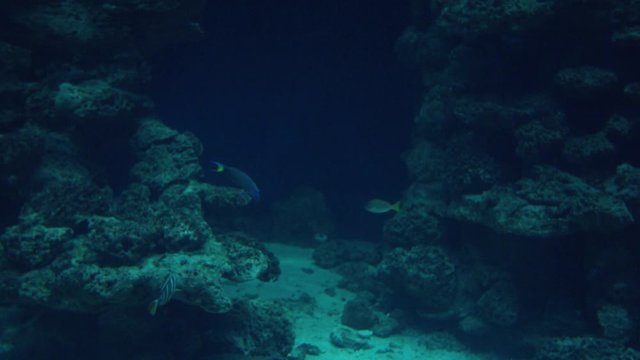 Doktorfische im RIff- surgeonfish in the reef