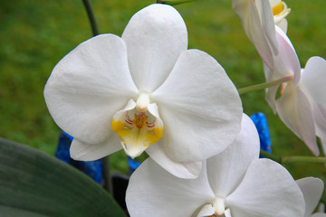 White Orchid