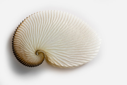 Octopus shell 