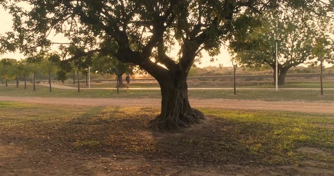 gran &aacute;rbol en la linde del bosque con la luz del atardecer