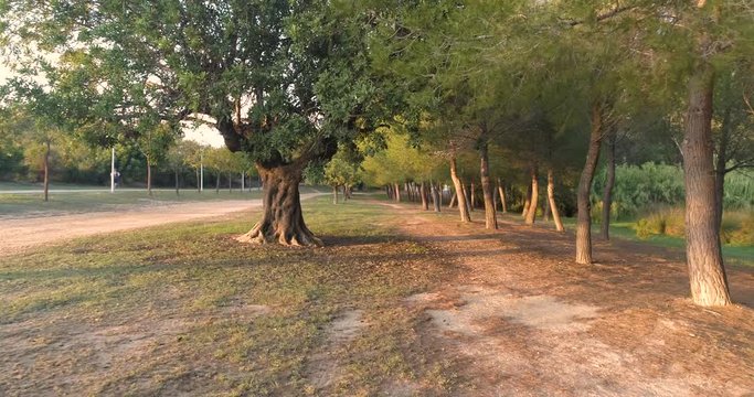 gran algarrobo junto al sendero campestre