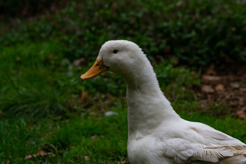 a portrait of a white peking duck