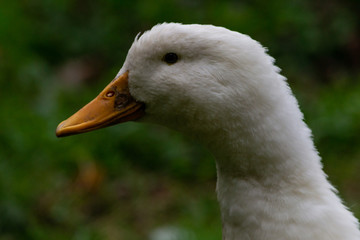a portrait of a white peking duck