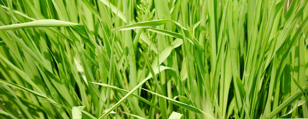 green grass