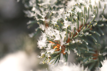 Naklejka na ściany i meble Close up of fir tree branch covered with hoar frost and snow, snowflakes on needles. 