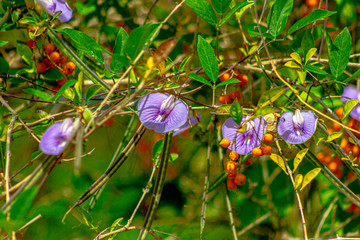 purple flowers on green background