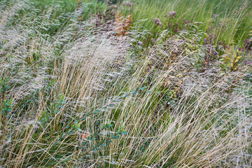 Scenic view of dry grass. Close-up, autumn background.