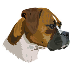Dog breed German boxer vector illustration