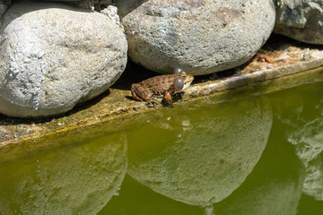 Fototapeta na wymiar spotted frog sits on the concrete fence of a pond near a large stone