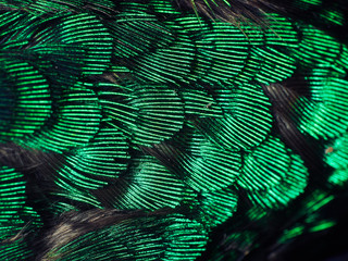 Hummingbird Feathers Close Up