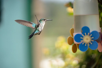 Hummingbird flying to feeder