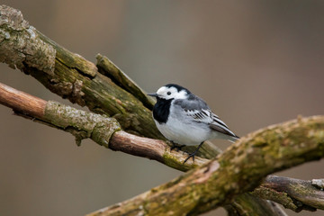 White wagtail (Motacilla alba)