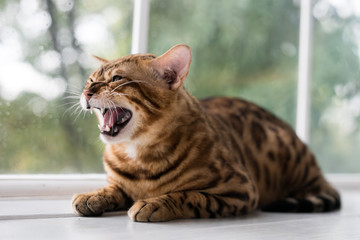 Relaxed domestic cat at home