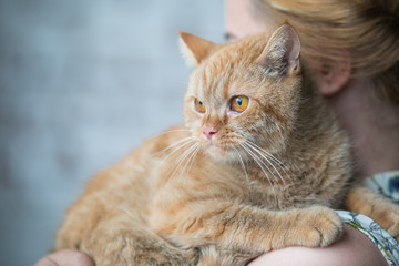 Relaxed domestic cat at home
