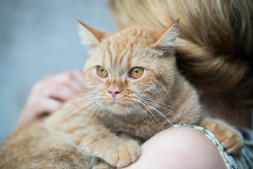 Relaxed domestic cat at home