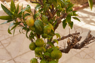 Diseasemandarins and citrus grown in the garden.