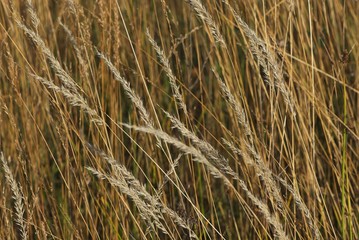 ears of dry grass on background of tall yellow dry grass