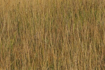 Backgrounds picture of tall yellow dry grass