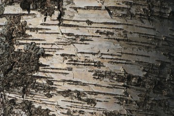 Structure, texture of braun-grey pink birch bark with  stripes