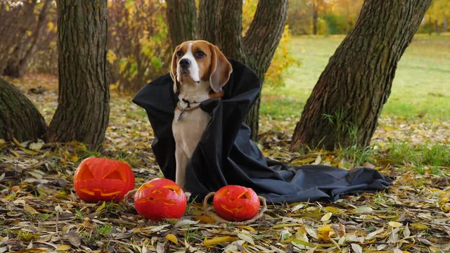 Dog wearing black coat sitting against small Jack-O-lanterns. Beagle quickly turn head and look to camera, then look aside. Halloween costume for adorable pet. Autumn park area, leaves lie on ground