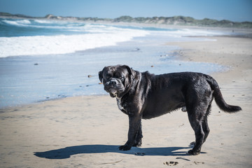 Dog at the Beach in Klitmøller (2)