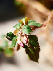 small pink rose bud in the garden