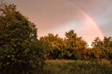 Rainbow in forest