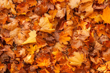 background of autumn yellow leaves