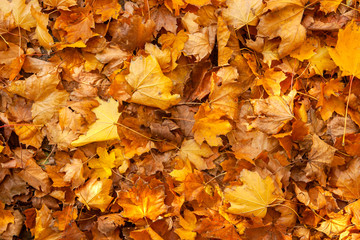 background of autumn yellow leaves