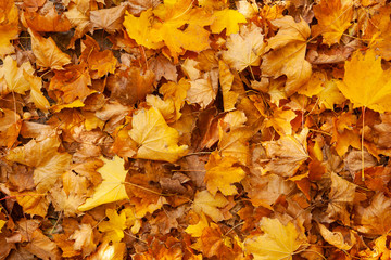 background of autumn yellow leaves
