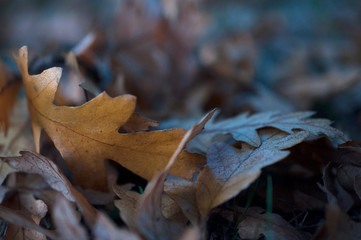 Autumn leaves