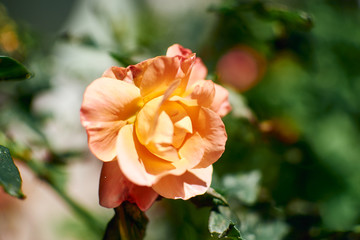 Obraz premium Orange garden roses with green background