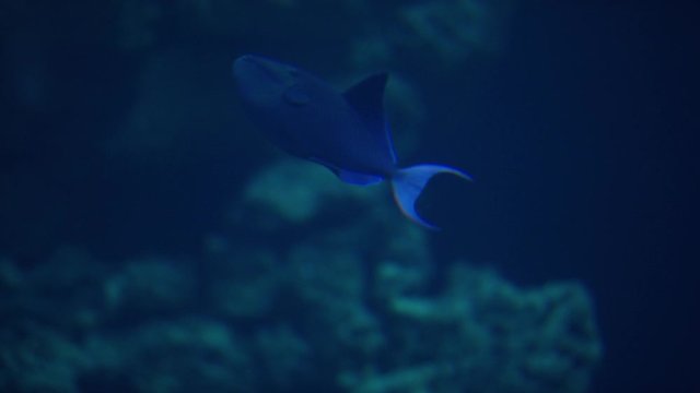 Rotzahn Dr&uuml;ckerfisch - red toothed triggerfish