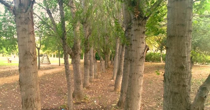 hileras paralelas de &aacute;rboles en campo