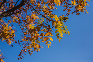 red yellow fall leaves over the blue sky