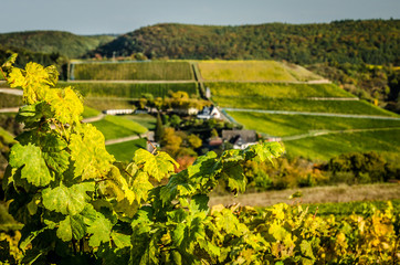 Nahetal Blick auf Gut Hermannsberg vom Weinberg