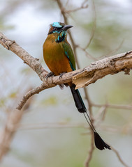 aves 
