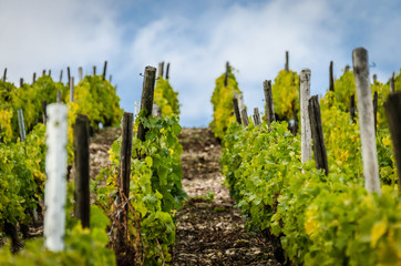 Weinstock in Oberhausen an der Nahe