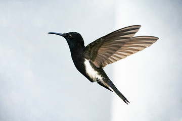 Fototapeta na wymiar Beautiful Hummingbird flying 