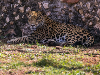 fauna