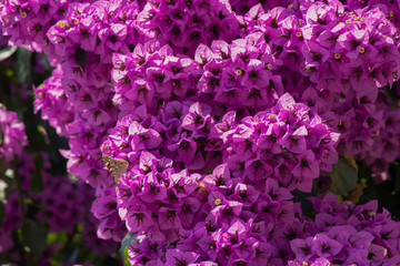 Obraz premium Close-up of Bougainvillea plant. Purple. It was pulled through the street.