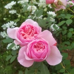 Sonia Rykiel rose